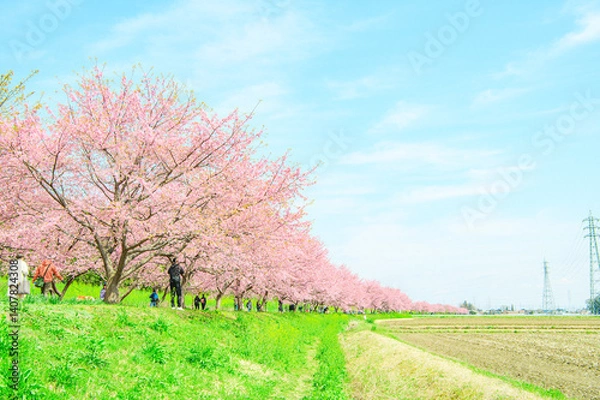 Obraz  3月の北浅羽桜堤公園 