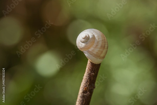 Obraz Leeres Schneckenhaus einer Weinbergschnecke Helix pomatia mit Windungsrichtung rechts auf einen Ast aufgesteckt zur Markierung von Pflanzen im Garten vor unscharfem Hintergrund mit Bokeh