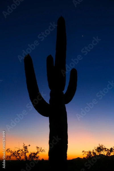 Fototapeta Cactus at Sunset