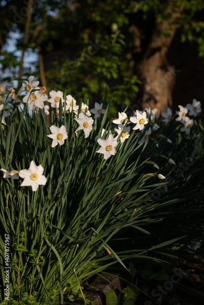 Fototapeta white flowers in the garden. daffodils blooming in the garden