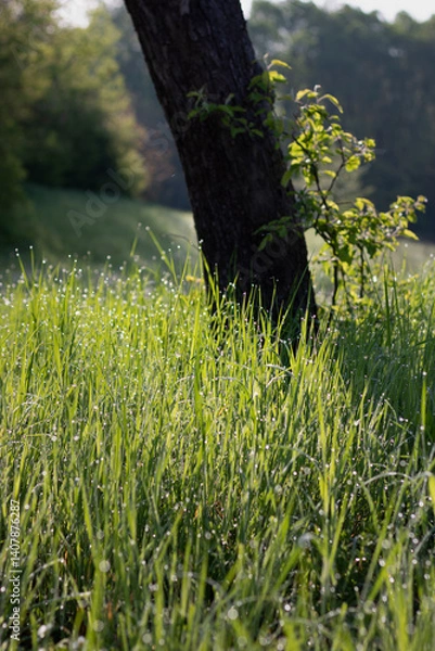 Fototapeta spring in the park. close up dew on green grass. spring morning in the field. morning dew on grass