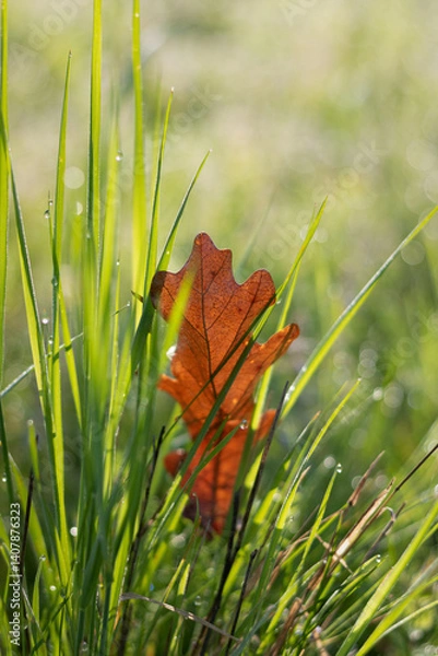 Fototapeta autumn leaf in the grass. close up of a yellow leaf in green grass. autumn oak leaf on green grass in spring