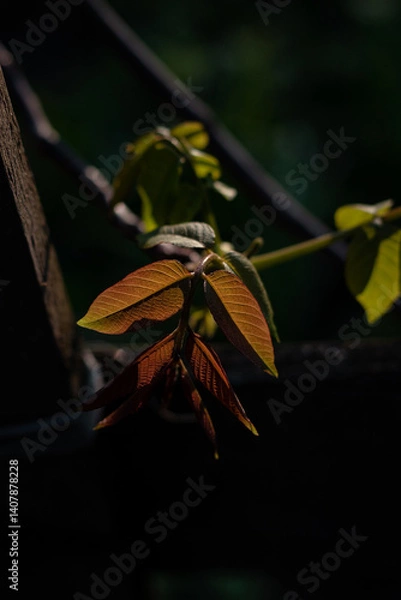 Fototapeta close up of a walnut leaf on a branch. young walnut leaf on a tree. walnut leaf in the spring in the garden