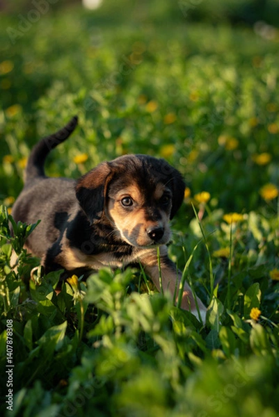 Fototapeta dog in the grass. puppy in the grass. dog and flowers. puppy playing on the grass. puppy among dandelions in spring. close-up of puppy outdoors
