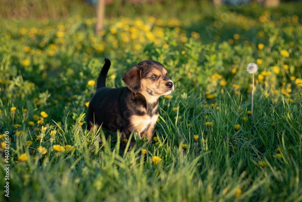 Fototapeta puppy in the grass. dog and flowers. puppy playing on the grass. puppy among dandelions in spring. close-up of puppy outdoors
