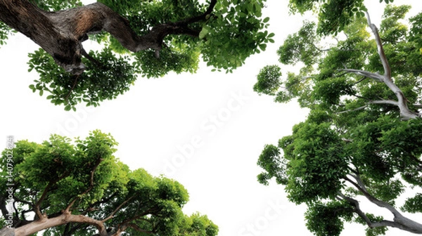 Obraz Canopy of Lush Green Trees: Looking up to a vibrant canopy of lush green trees, their leaves creating a natural frame against the clear sky.  A refreshing and calming image, perfect for nature lovers.