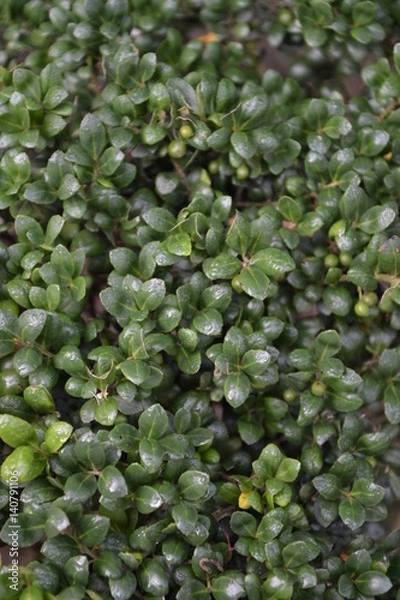 Obraz Ilex crenata Convexa 