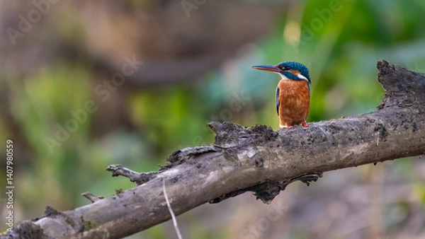 Fototapeta Common kingfisher (Alcedo atthis) on the River Tay on a spring evening, Perth, Scotland