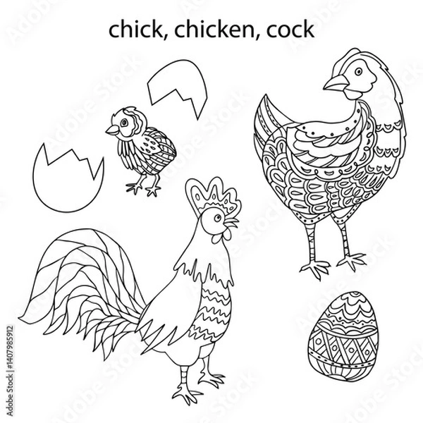 Fototapeta A chicken, a cockerel, a chicken hatched from an egg, a chicken egg, hand-drawn. A linear black and white set of vector illustrations for coloring