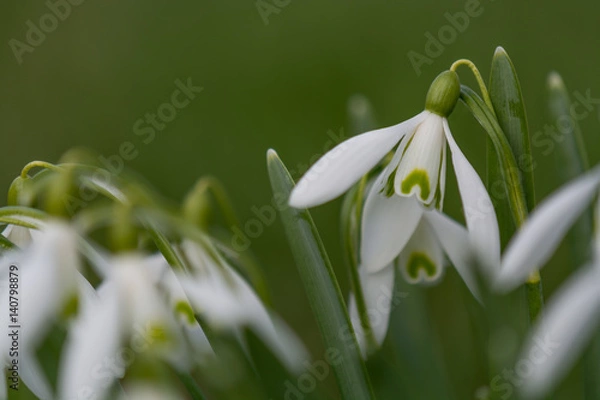 Obraz snowdrop