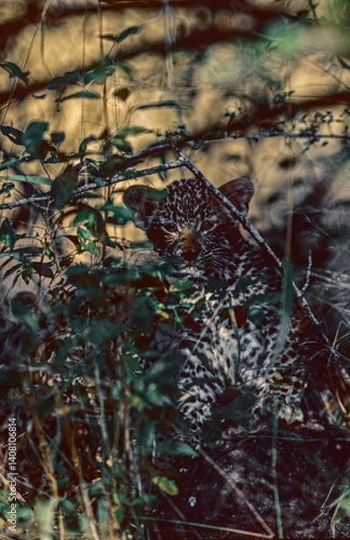 Fototapeta Leopard cub