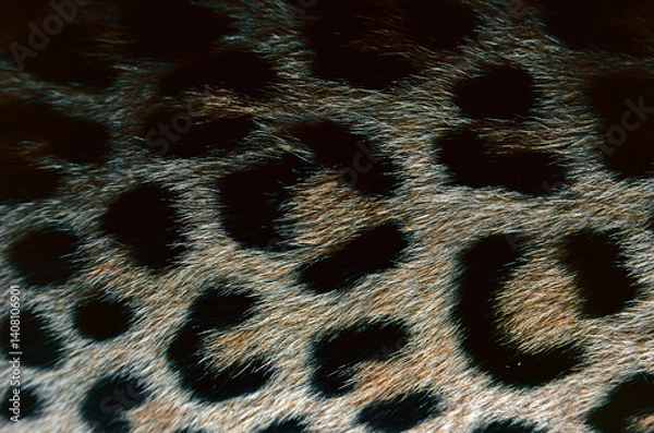 Fototapeta leopard fur texture