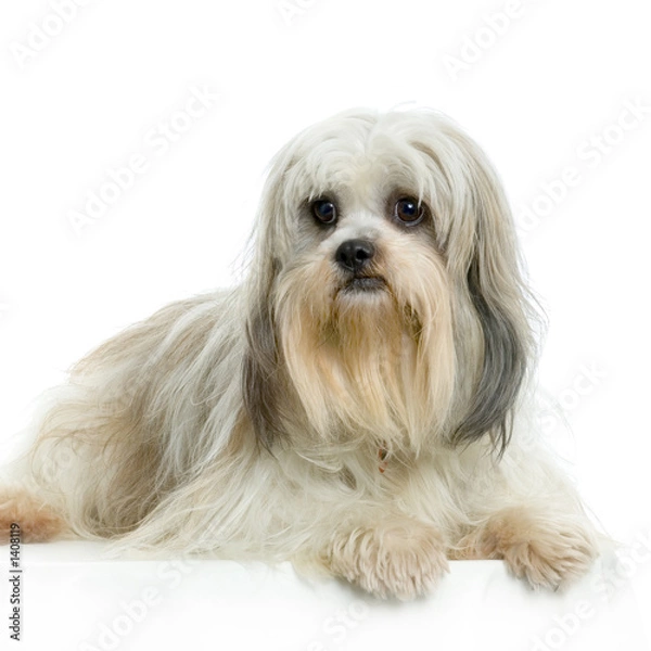 Fototapeta lhassa apso