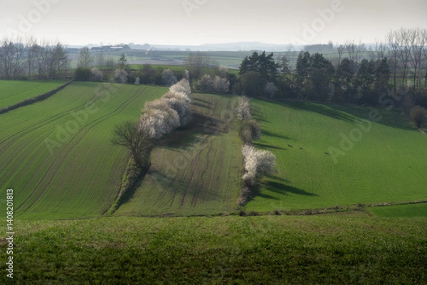 Fototapeta the perfect image of spring: blooming deciduous trees (cherry), running deer, omnipresent greenery, Świętokrzyskie Voivodeship - Ponidzie, Poland