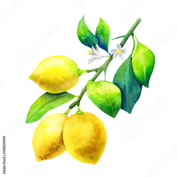 Obraz Watercolor lemon branch isolated on white background.
