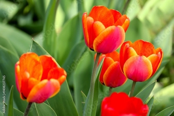Obraz Tulpen in rot und gelb
