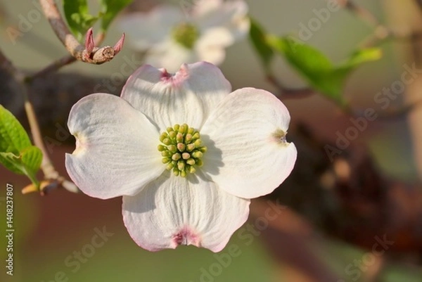 Obraz weisse Blüte vom Hartriegel