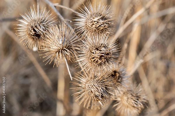 Obraz Closeup of Burs in the Autumn 2