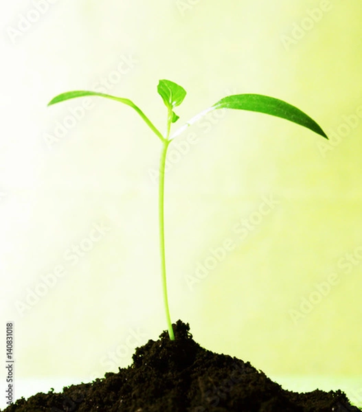 Obraz посадка перца в земле