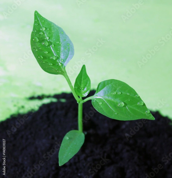 Obraz зеленый кустик