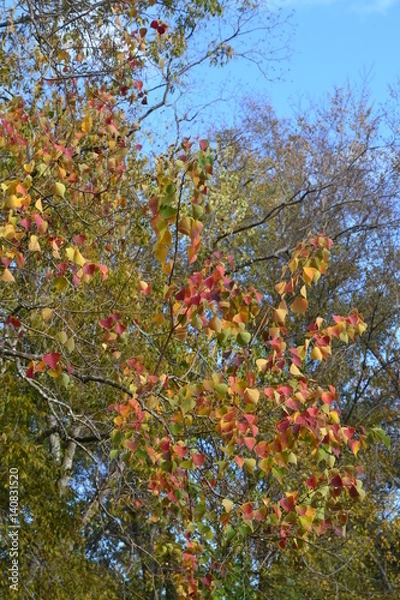 Fototapeta Falling Leaves