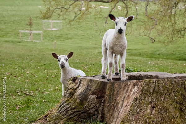 Fototapeta Two curious young lambs in a grass meadow looking at the viewer.