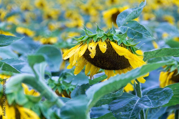 Obraz sagging sun flower