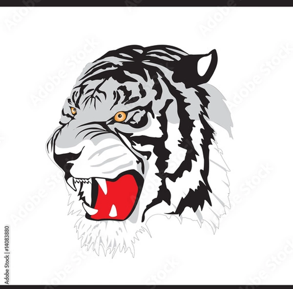 Obraz White tiger - vector