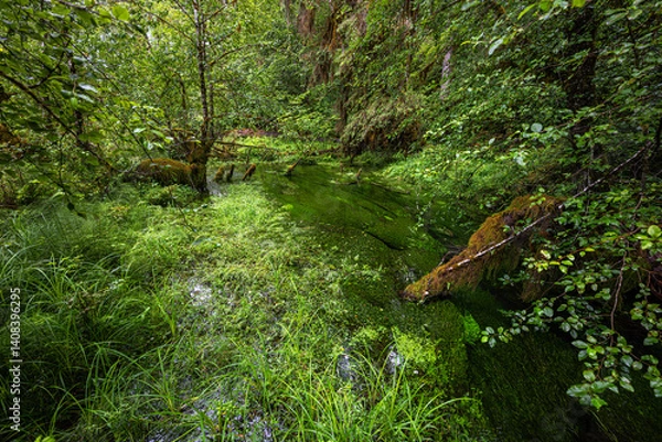 Obraz Hoh Rain Forest in the Olympic National Park, WA