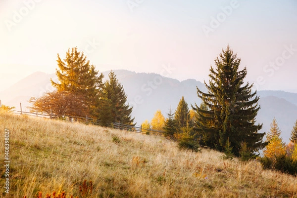 Obraz The sun's rays illuminate the green spruce trees in the mountainous area.