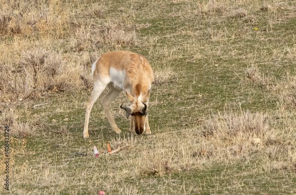 Obraz antelope in a field