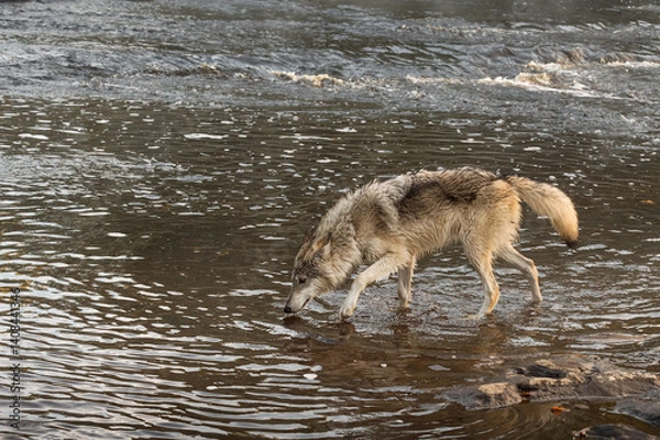 Fototapeta Grey Wolf (Canis lupus) Steps Carefully Through River