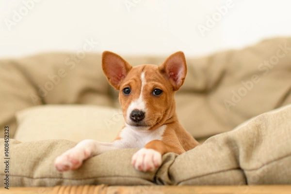 Fototapeta Young Basenji puppy looking up