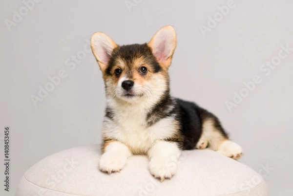 Fototapeta Tricolor corgi puppy resting on cushion