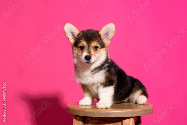 Fototapeta Adorable Welsh Corgi puppy sitting on a wooden stool in front of a vibrant pink background. The playful young dog looks straight ahead with a curious and sweet expression. Studio shot with bright ligh