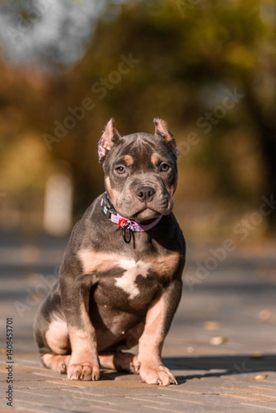 Fototapeta Cute American Bully puppy sitting on a wooden surface in a park on a sunny autumn day. The young dog wears a pink collar and looks to the side with a curious expression. Warm natural lighting and blur