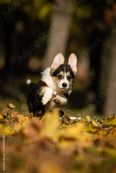 Fototapeta Adorable tricolor Pembroke Welsh Corgi puppy joyfully running through colorful autumn leaves in a park. Fluffy young dog in motion, enjoying a sunny fall day outdoors.
