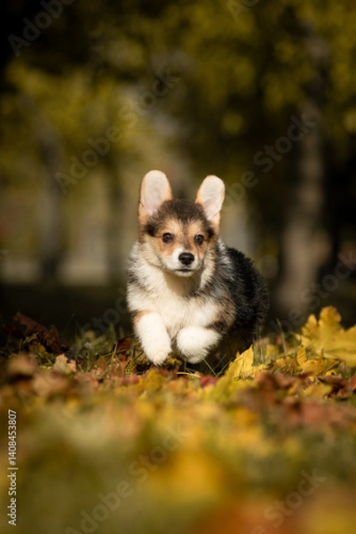 Fototapeta Adorable tricolor Pembroke Welsh Corgi puppy joyfully running through colorful autumn leaves in a park. Fluffy young dog in motion, enjoying a sunny fall day outdoors.