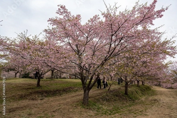 Fototapeta 長湯温泉の大漁桜
