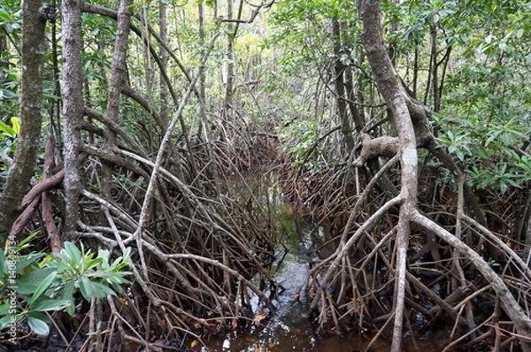 Fototapeta Walking between mangrove roots