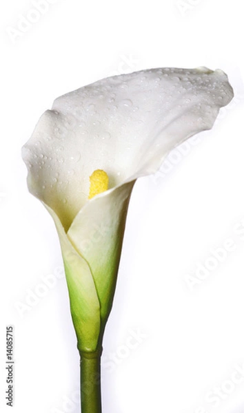 Obraz Calla lilly