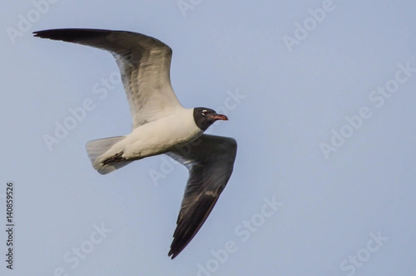 Obraz Laughing Gull