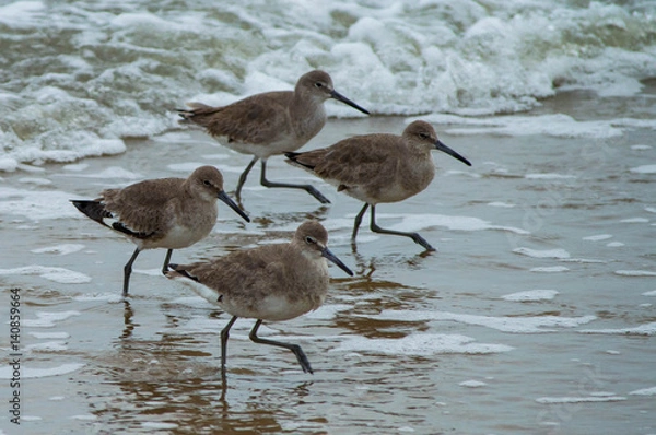 Fototapeta Synchronized Beach Birds