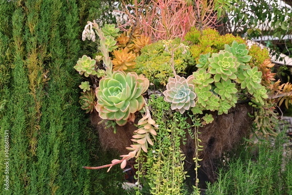 Obraz succulent hanging pot