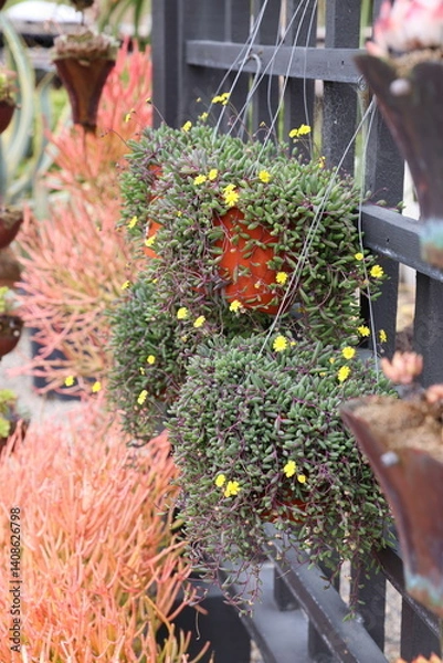 Obraz succulent pots