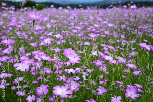 Obraz ムギナデシコの花