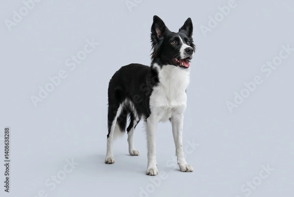 Obraz Cute Border Collie dog on grey background