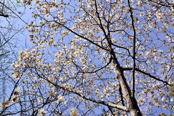 Obraz 別府公園の花