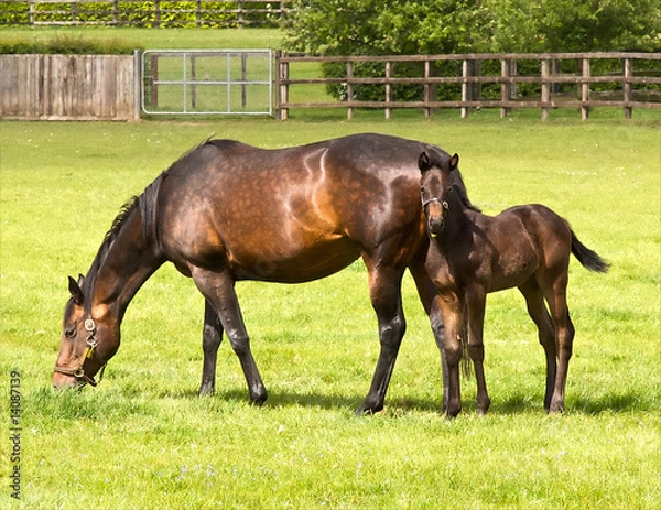 Fototapeta Mayor and Colt