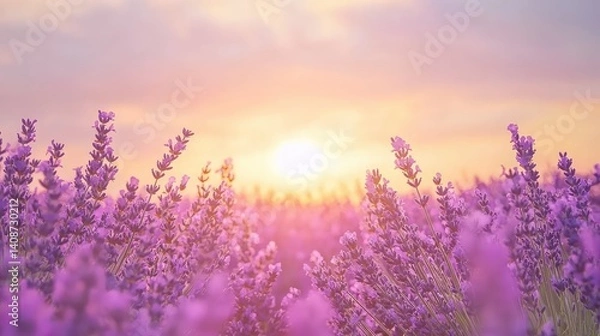 Obraz Beautiful lavender field in full bloom under a golden sunset, soft purple hues and open floral landscape with copy space